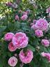 Gallicandy rose photo