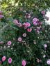 Gallicandy rose photo