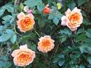 Gret's Joy rose photo