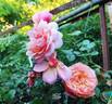 Gret's Joy rose photo
