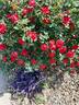 Red Ayoba rose photo