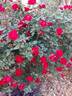Red Ayoba rose photo