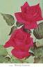 Wendy Cussons rose photo