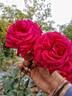 Gruss an Teplitz rose photo