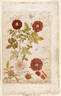 Maxima rose photo