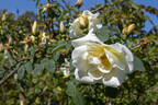 Frühlingsschnee rose photo