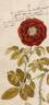 Holoserica Duplex rose photo