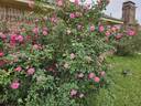 Napoléon rose photo