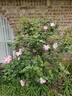 Deanna Krause rose photo