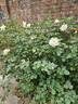 April Moon rose photo