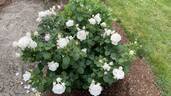 Easy Spirit ™ rose photo