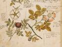 <i>Rosa canina</i> L. rose photo