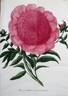 Plenissima superba peony photo