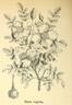 <i>Rosa rugosa</i> Thunb. rose photo