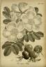 <i>Rosa rugosa</i> Thunb. rose photo