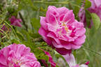 Fragezeichen rose photo
