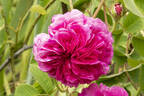Georges Vibert rose photo