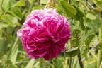 Georges Vibert rose photo