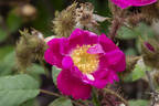 Goethe rose photo