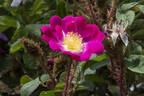 Goethe rose photo