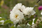 Gruss an Zabern rose photo