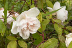 Hume's Blush Tea-scented China rose photo