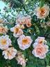 Crépuscule rose photo