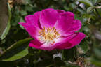 Jeannie Deans rose photo