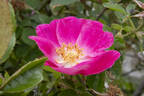 Jeannie Deans rose photo