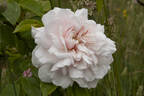 Jessica rose photo