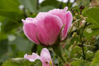 Julia Mannering rose photo