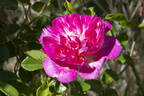 Lady Gay rose photo