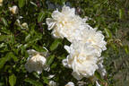 La Perle rose photo
