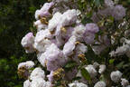 Laure Davoust rose photo