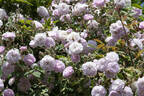 Laure Davoust rose photo