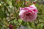 Le Vésuve rose photo