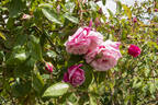 Le Vésuve rose photo