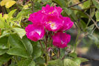 Lyon Rambler rose photo