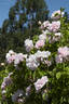Madame Constans rose photo