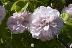 Madame Constans rose photo