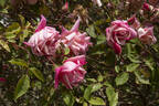 Madame Lambard rose photo