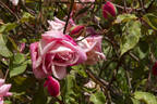 Madame Lambard rose photo