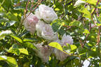 Maid of Kent rose photo