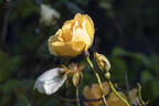 Maigold rose photo