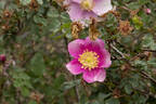 Mary Queen of Scots rose photo
