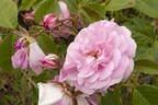 Mary Wallace rose photo