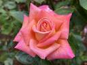 Troika ® rose photo
