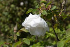 Madame Georges Bruant rose photo