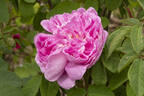 Madame Platz rose photo