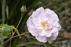 Multiflore de Vaumarcus rose photo